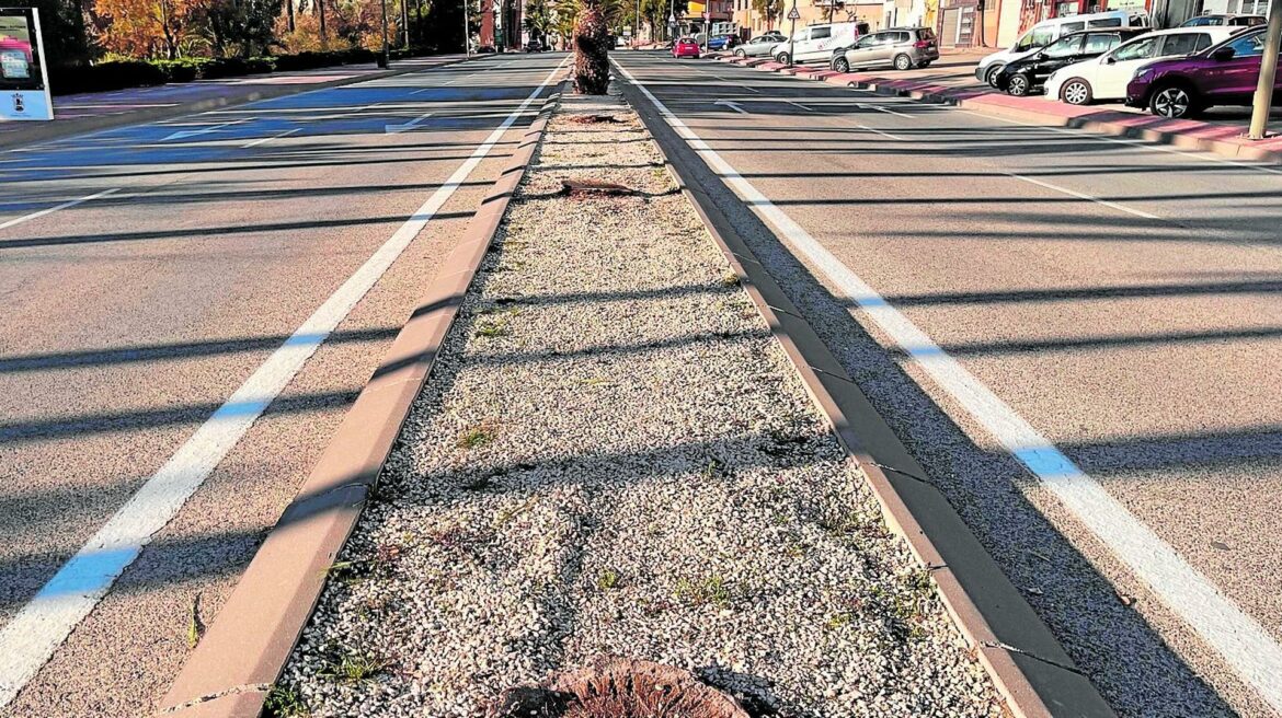 Una plaga de picudo rojo provoca la tala de sesenta palmeras en Alhama en los últimos años