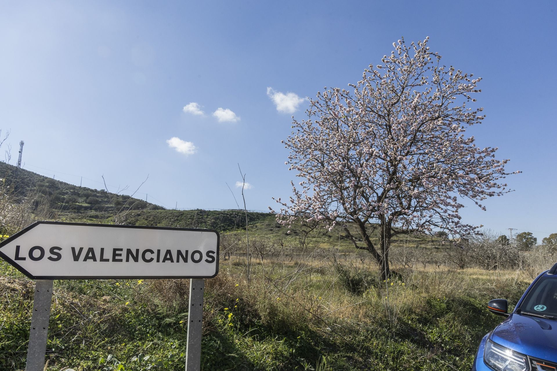 La zona oeste de Cartagena se vuelca con la floración