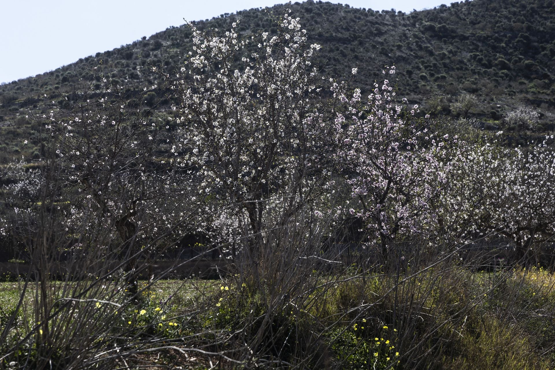 La zona oeste de Cartagena se vuelca con la floración