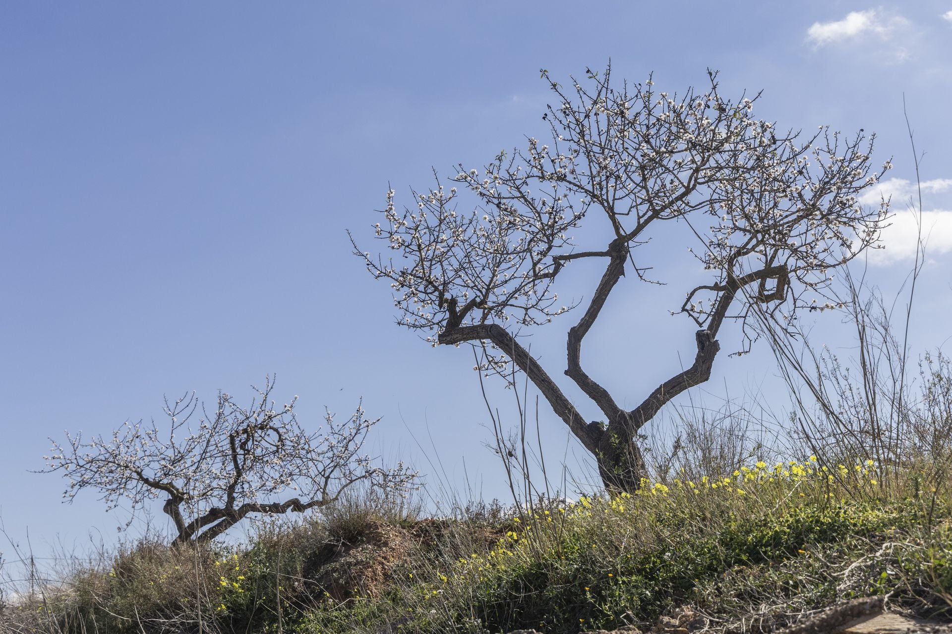 La zona oeste de Cartagena se vuelca con la floración