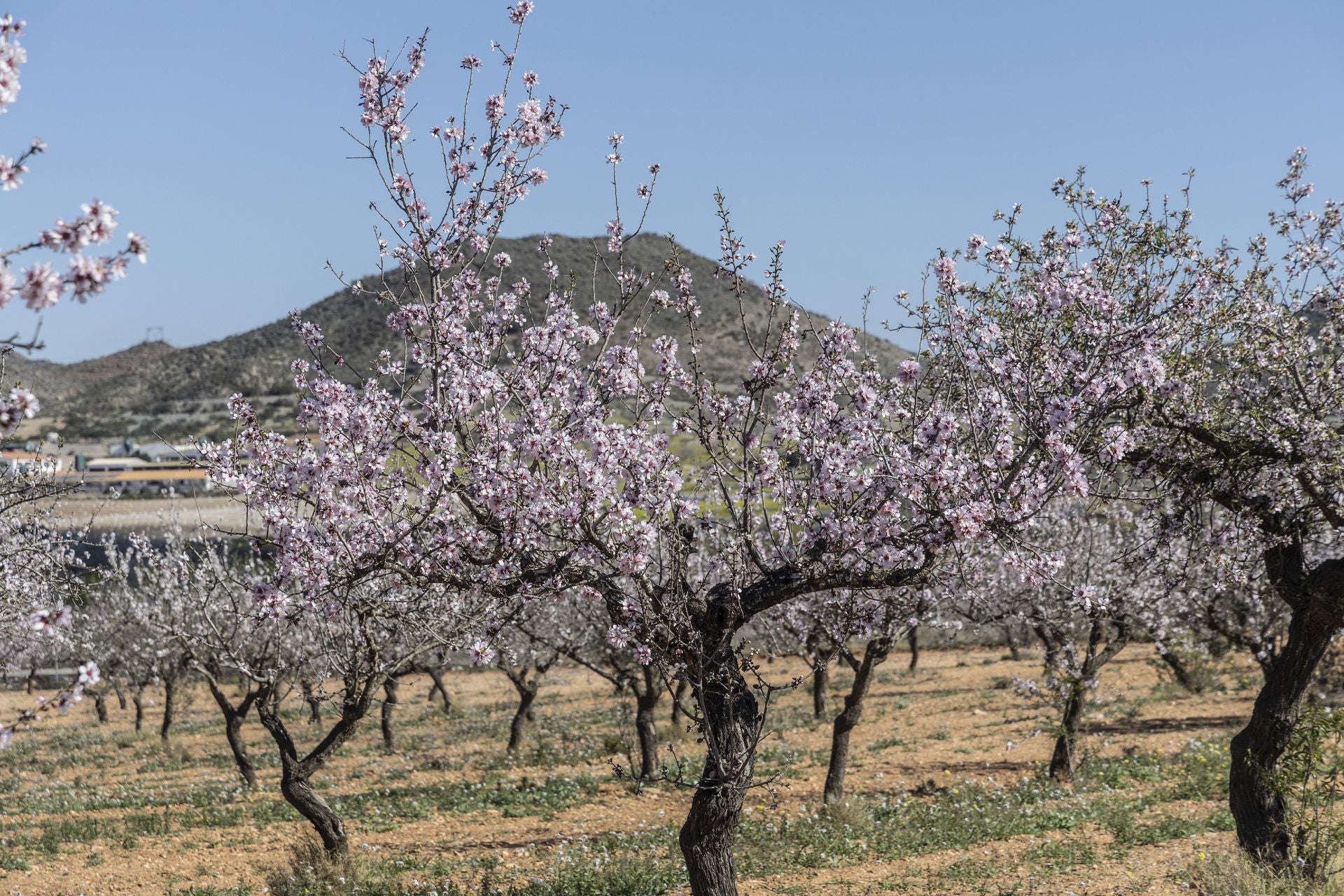 La zona oeste de Cartagena se vuelca con la floración