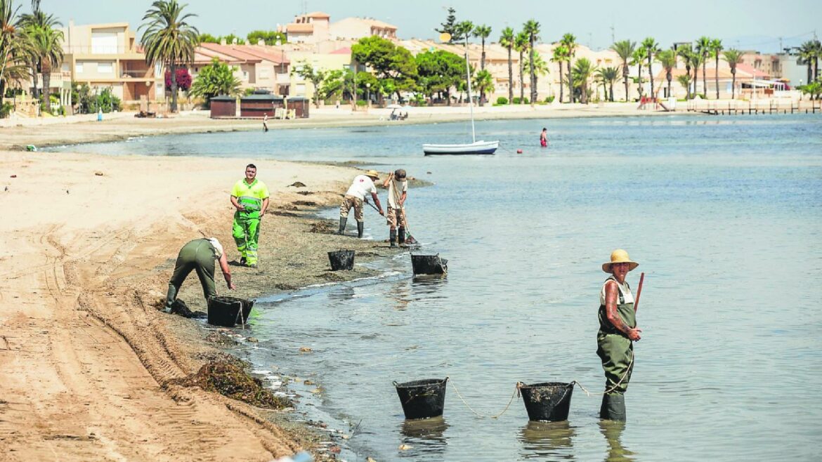 El Consejo Jurídico afea la gestión de un contrato para retirar ova del Mar Menor