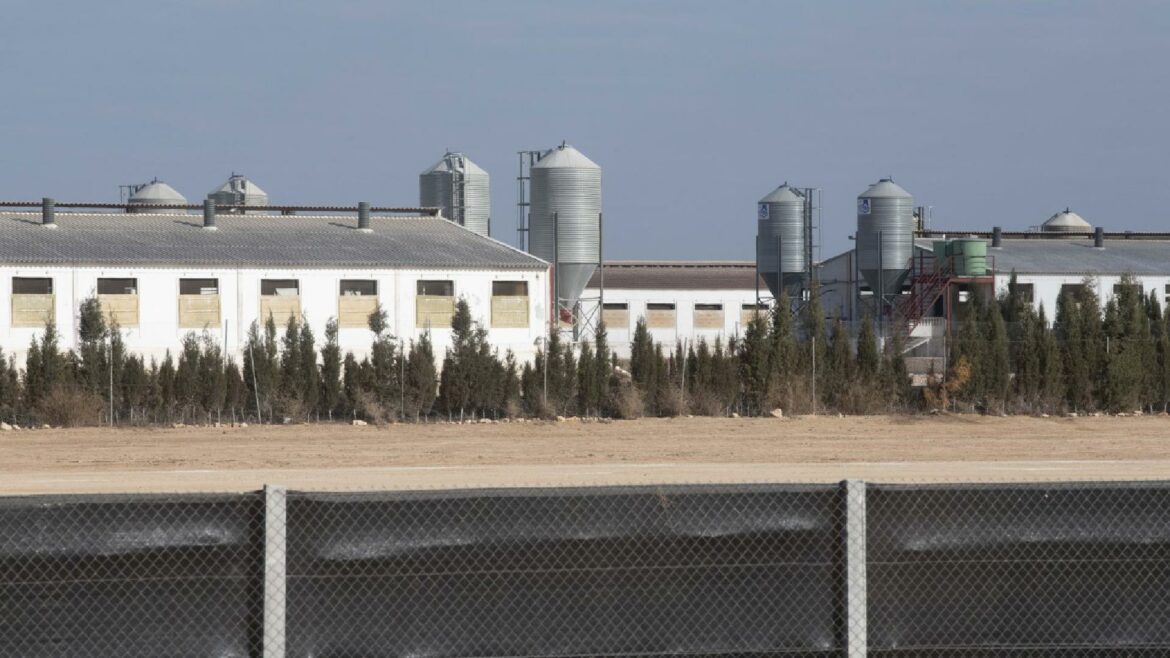 La nueva distancia entre animales reducirá un 10% el censo porcino de cada granja