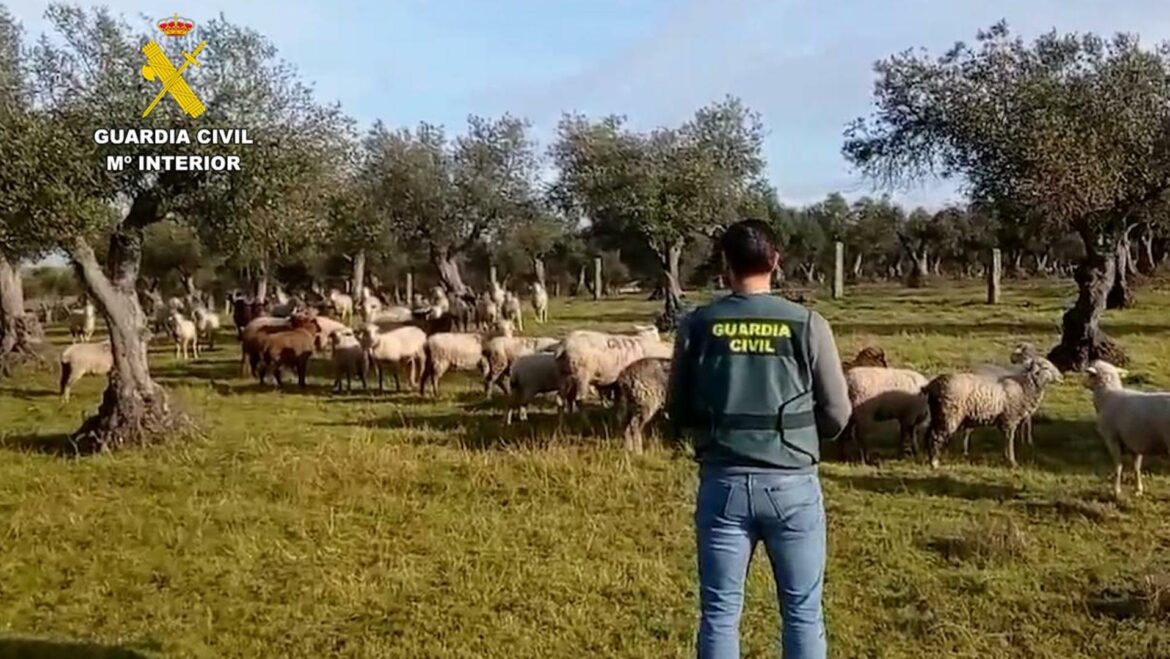 Detenido un pastor por sustraer 264 ovejas de su antiguo trabajo