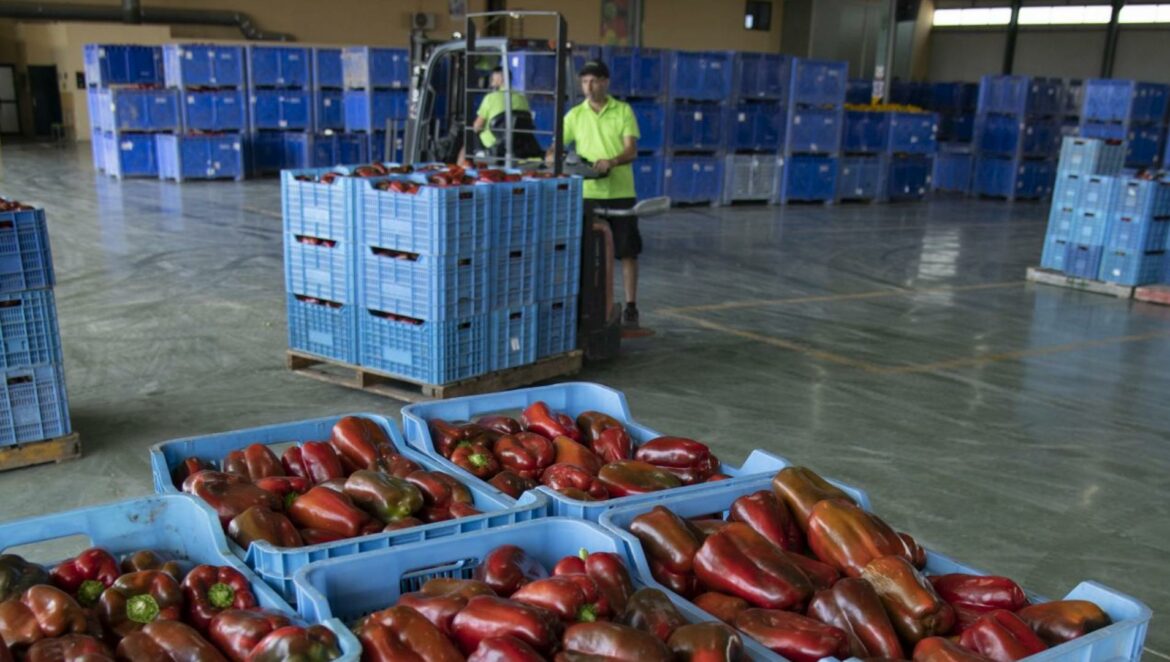 El pimiento murciano, la víctima eterna de la férrea frontera comercial de EE UU