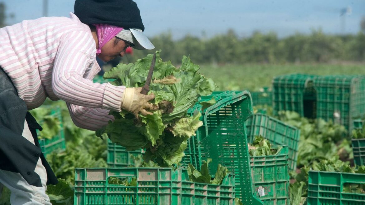 El acoso, la precariedad y la desigualdad dañan la salud de las migrantes del campo