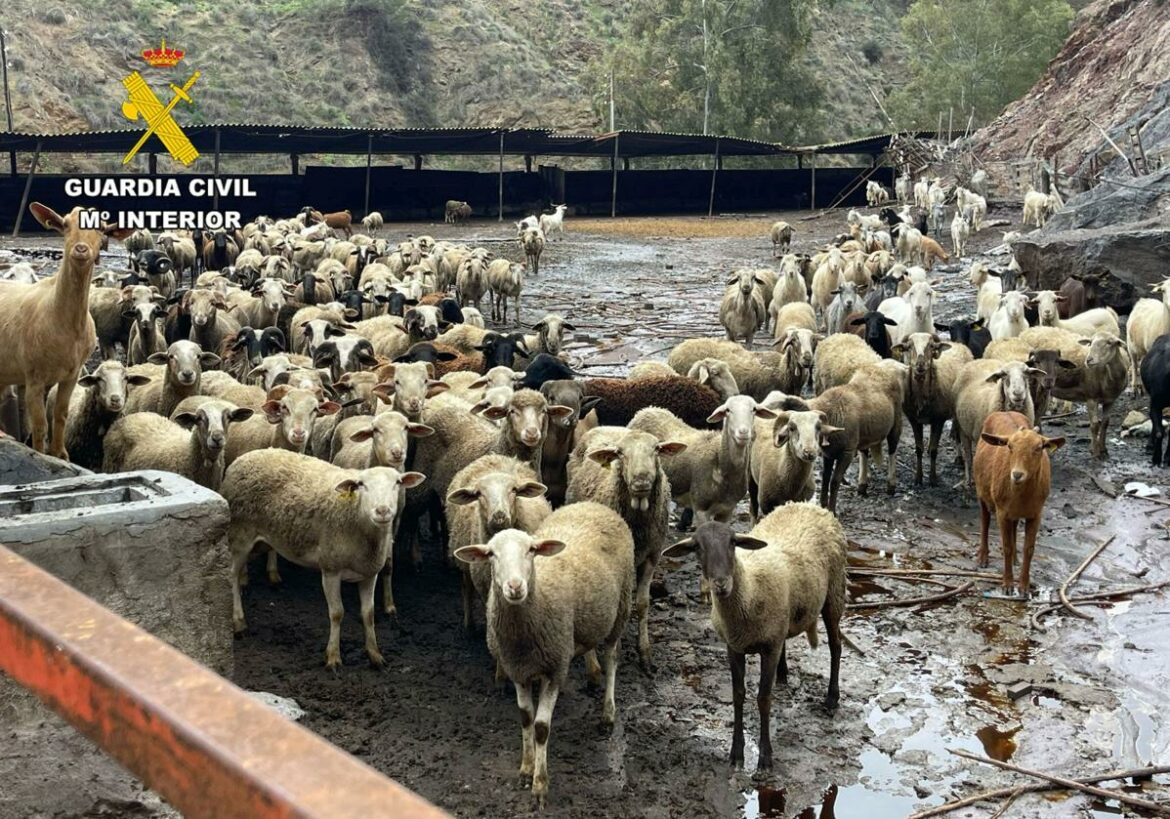 Cinco detenidos y un investigado por robar medio centenar de ovejas en granjas de Cartagena, Torre Pacheco y San Javier