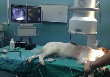 El truco del guante para quitar el pelo de las mascotas en segundos: «Es la solución perfecta»