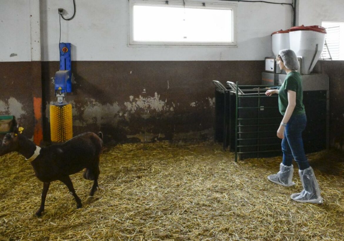 El Imida ensaya un modelo de ganadería inteligente con la cabra murciano-granadina