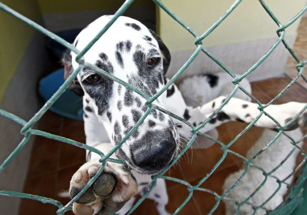 Asoka gestionará durante tres años el centro de protección animal de Orihuela por 778.000 euros
