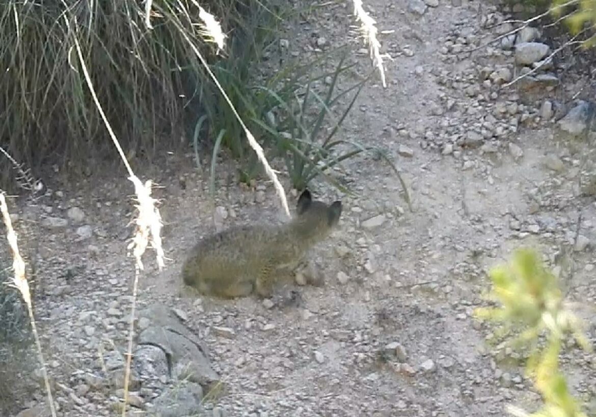 Aparece una tercera cría de lince ibérico en Lorca