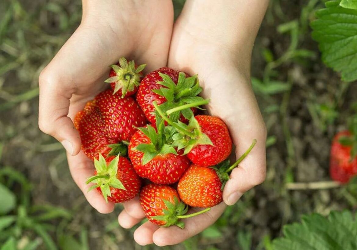 El secreto de una abuela para que las fresas estén más dulces sin azúcar: tardarás unos segundos