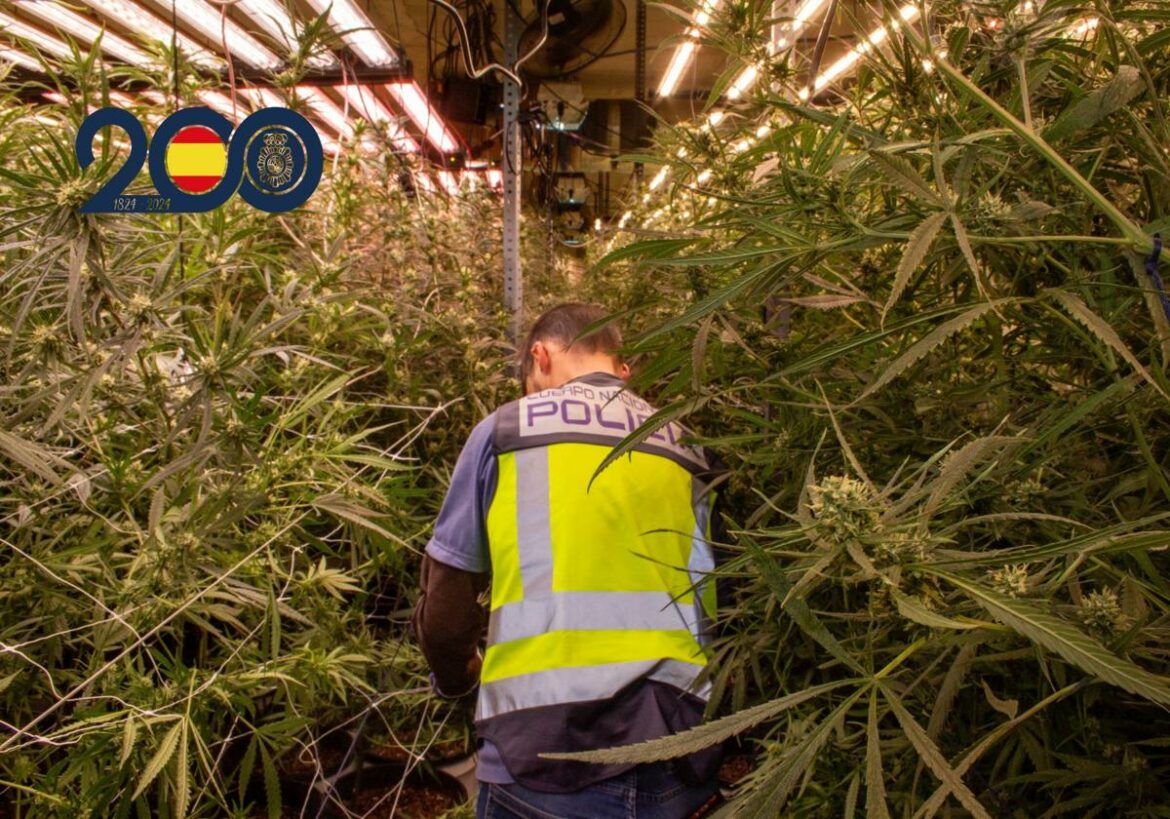 Desmantelan una nave con más de 2.000 plantas de marihuana en Torre Pacheco