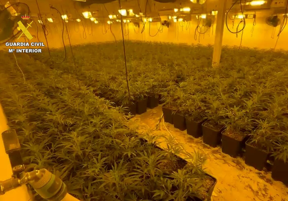 Desmantelan un macrocultivo con más de 2.000 plantas de marihuana en Totana