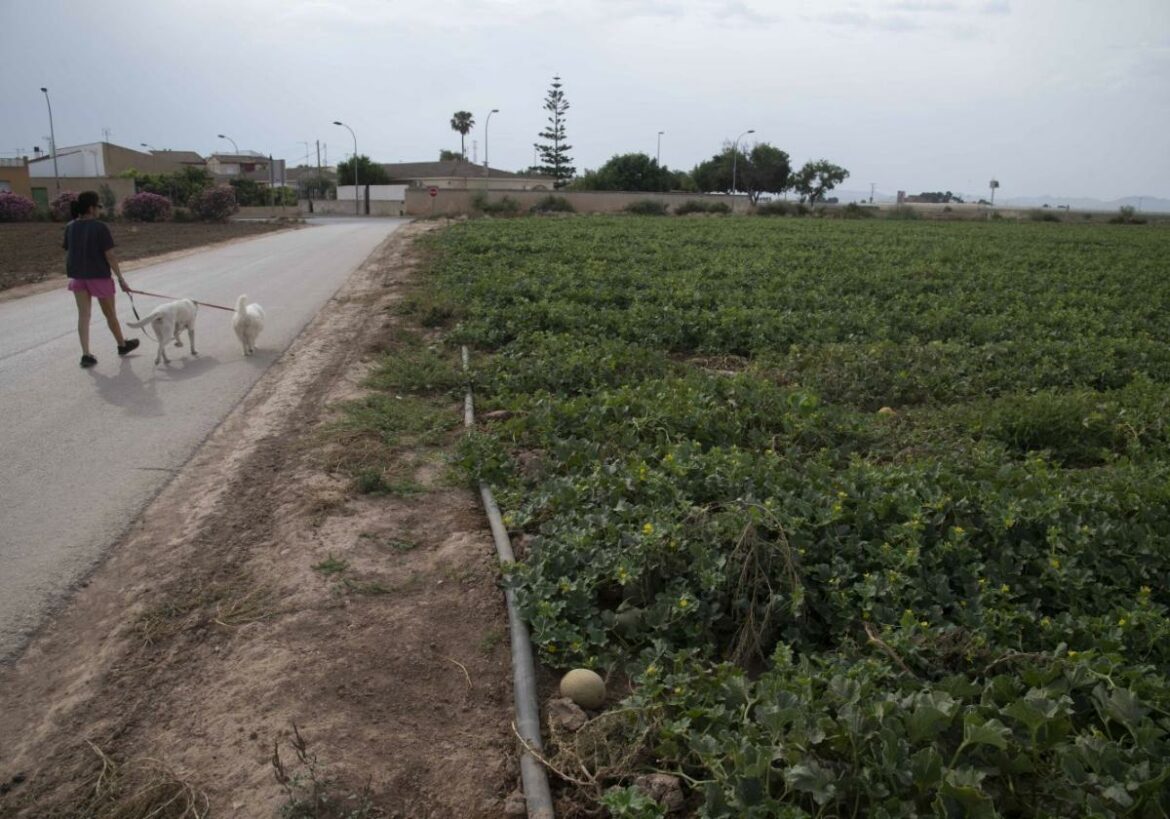El Campo de Cartagena inicia la campaña del melón con buenas expectativas tras dos años malos
