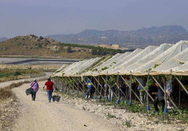 La Comunidad refuerza su liderazgo en uva de mesa por el tirón nacional y las exportaciones
