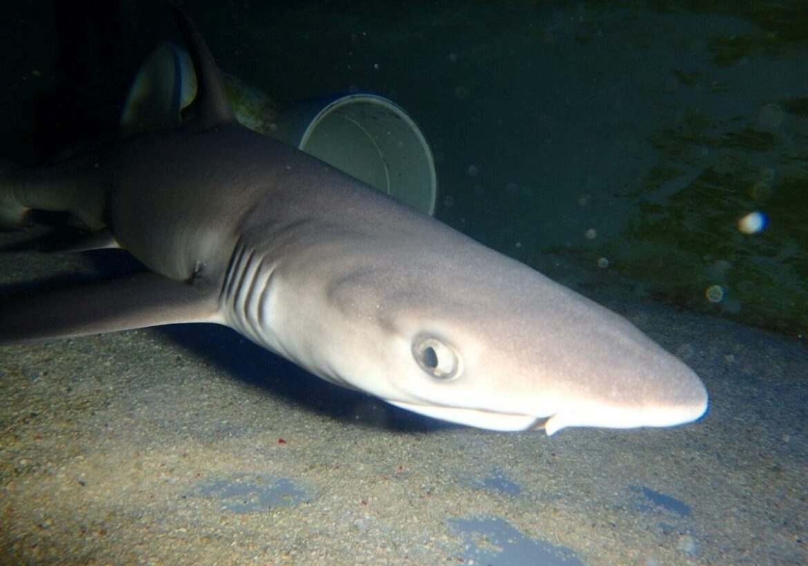 Dónde ver tiburones en Murcia por un euro: el plan perfecto para toda la familia
