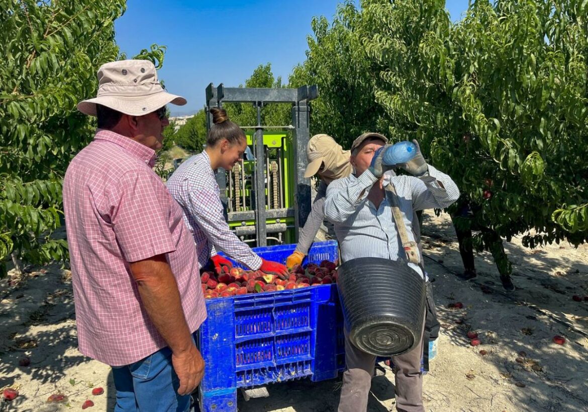 Adelantos de jornada y trabajo nocturno en el sector agrario para evitar los golpes de calor