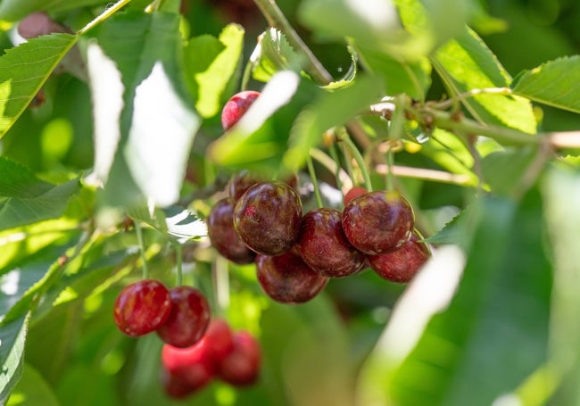 Innovación natural al servicio de la salud: uvas, arándanos y cerezas para una alimentación moderna, funcional y sostenible