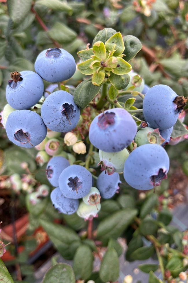 Arándanos, fuente de mayor densidad antioxidante por ración.