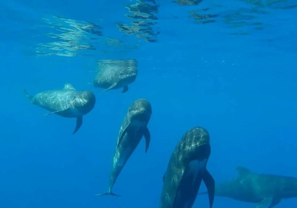 Los mejores lugares para ver fauna marina en libertad en la Región de Murcia: delfines, ballenas y pulpos