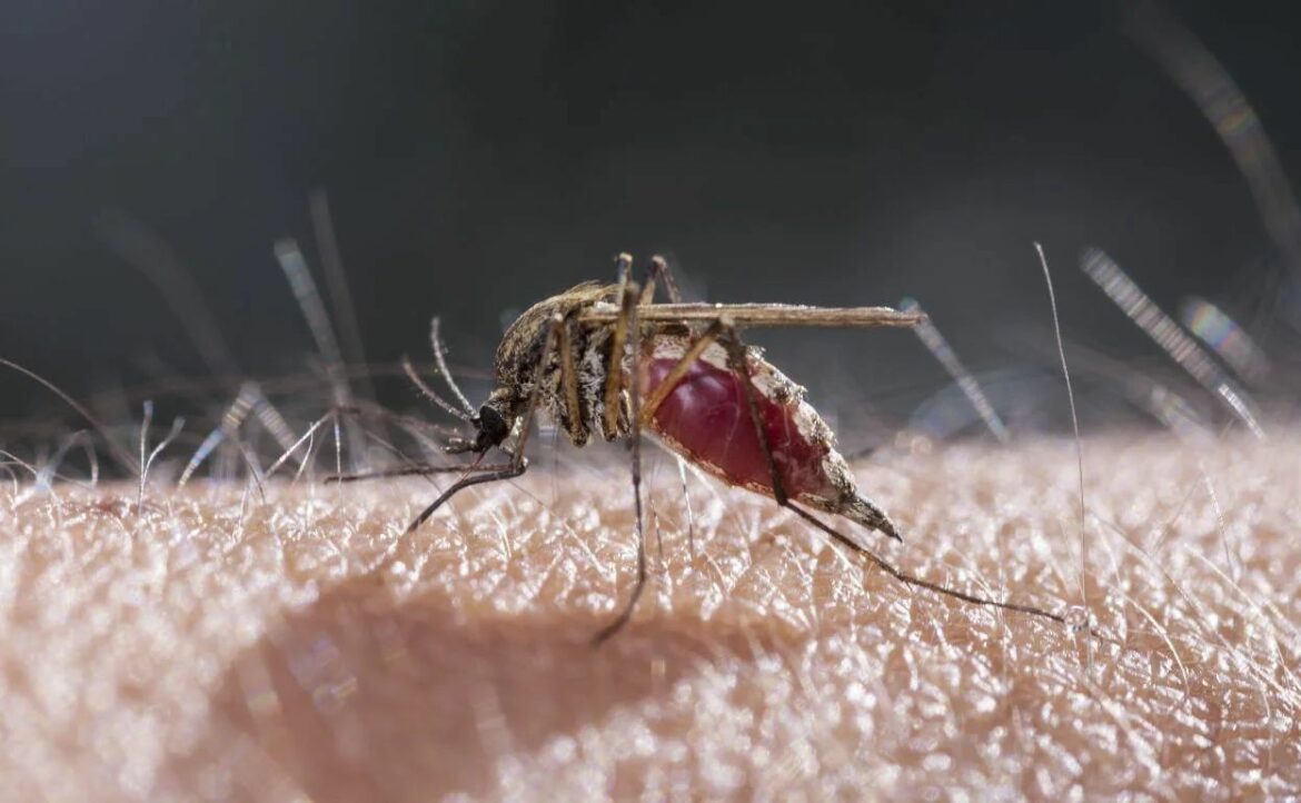 Di adiós a los mosquitos este verano: el truco casero para ahuyentarlos y evitar sus picaduras