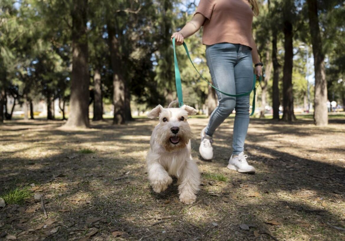 Una veterinaria alerta de esta planta común al pasear al perro: «Causa lesiones, infecciones y abscesos»