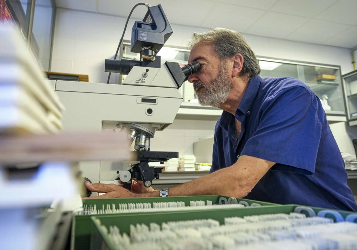 Detectan retraso del desarrollo cerebral en niños expuestos al covid durante el embarazo