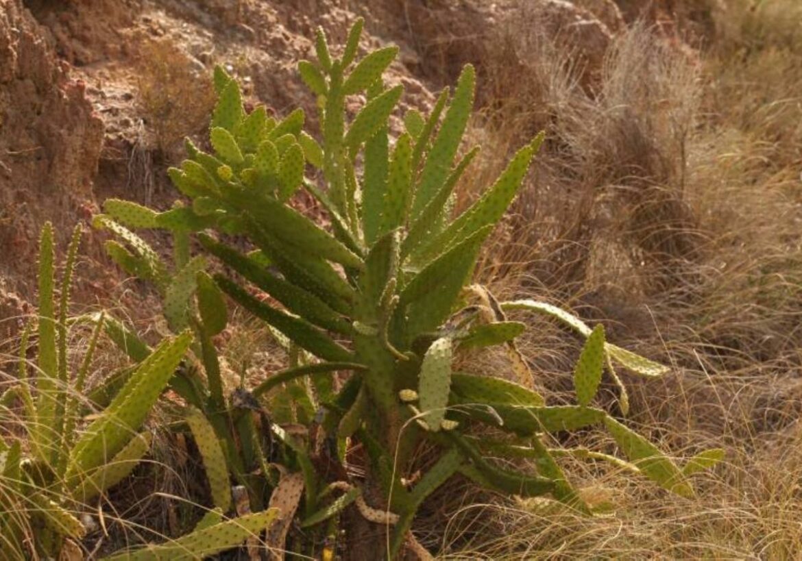 Detectan en Yecla una planta invasora originaria de Sudamérica