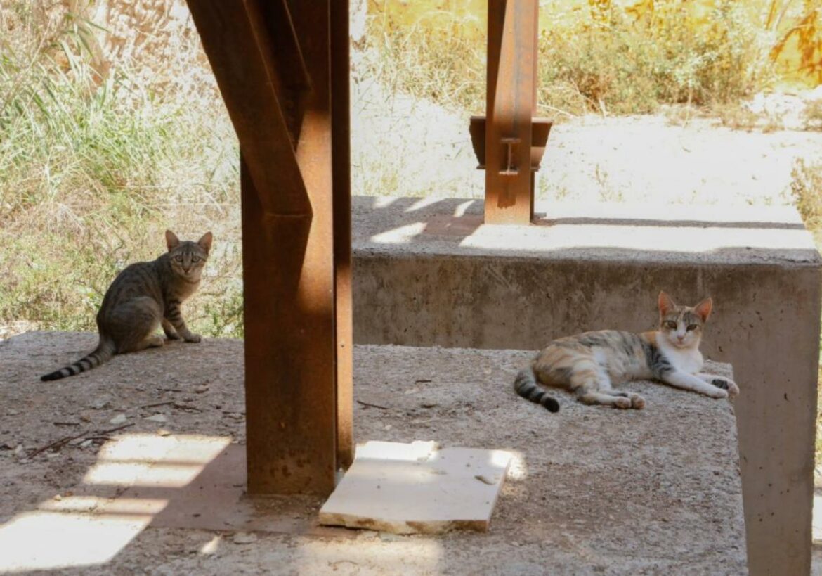 Las colonias felinas llevan sin recibir pienso del Ayuntamiento de Lorca desde mayo