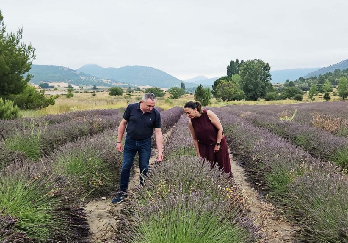 El cultivo de plantas aromáticas en la Comunidad aumenta un 25% y ya supera las 4.375 hectáreas de superficie