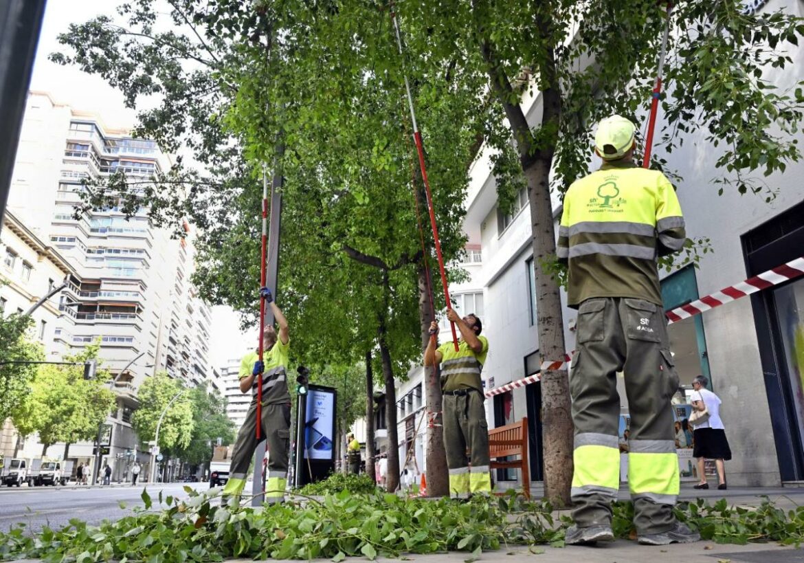 Poda de más de 3.000 árboles en Murcia para reforzar la seguridad de los peatones