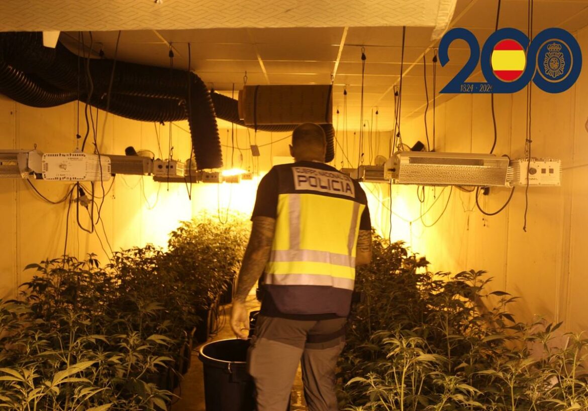 Cuatro detenidos por tres plantaciones de marihuana en Murcia y Alcantarilla
