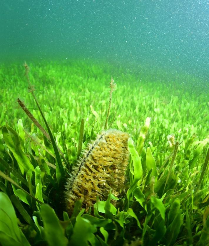 Imagen secundaria 2 - Encuentran nuevos ejemplares sin censar de nacra en el Mar Menor