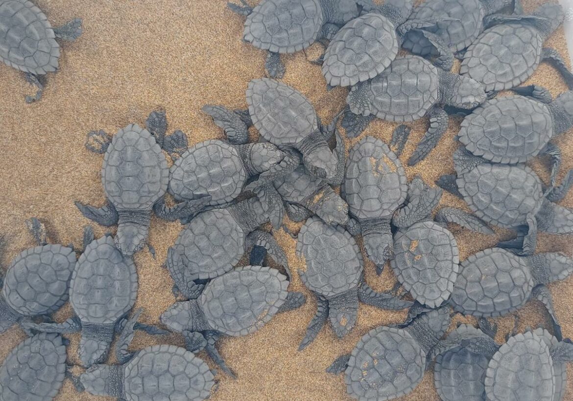Nacen otras 40 tortugas bobas de un nido en Calblanque