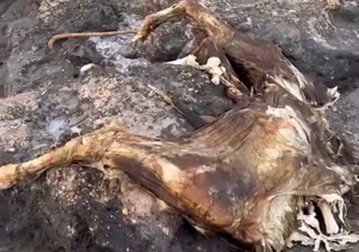 Aparecen restos de una vaca en una playa de Águilas