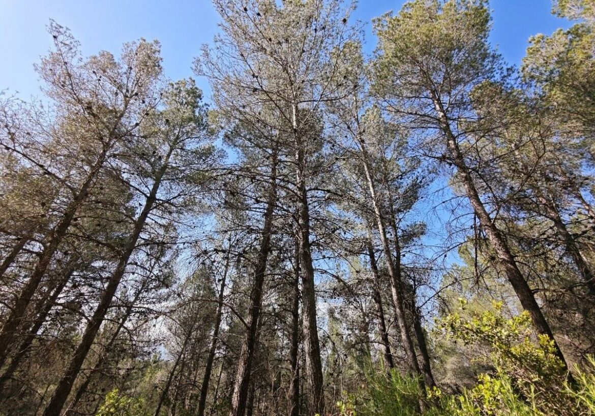 La Comunidad estudiará si cuidar más los bosques ayuda a retener agua en el subsuelo forestal