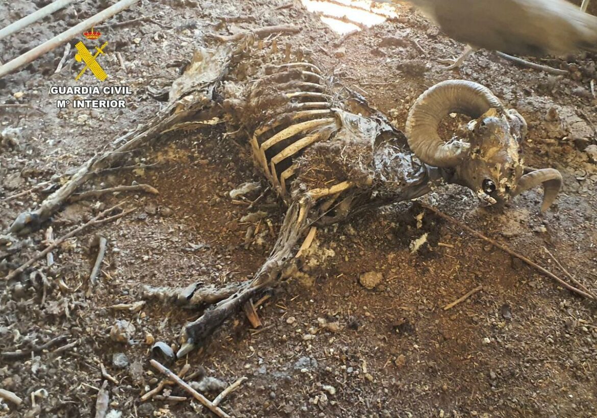 Arrestan a un granjero de Mula por abandonar y dejar morir a más de medio centenar de cabras y ovejas