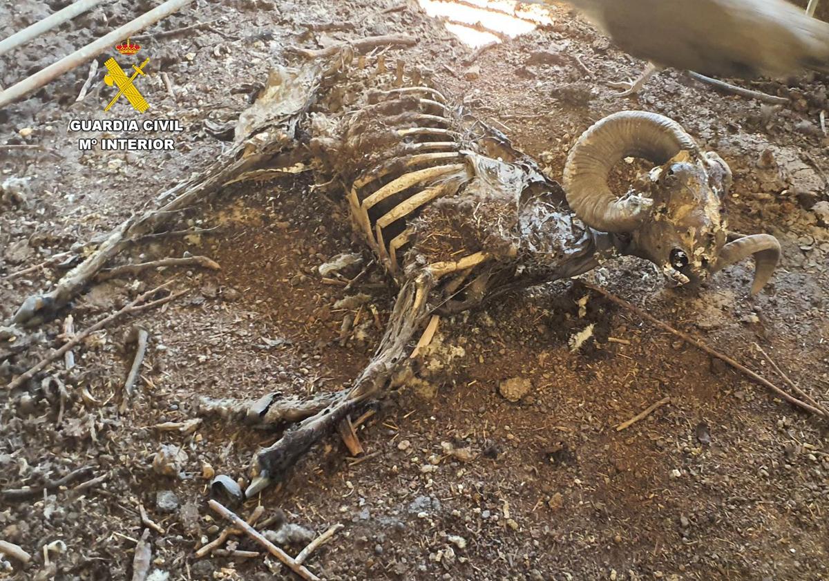 Imagen principal - Arrestan a un granjero de Mula por abandonar y dejar morir a más de medio centenar de cabras y ovejas