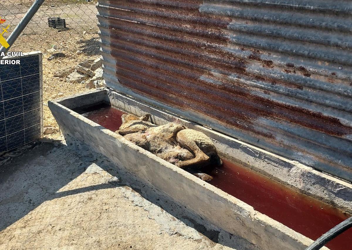 Imagen secundaria 1 - Arrestan a un granjero de Mula por abandonar y dejar morir a más de medio centenar de cabras y ovejas