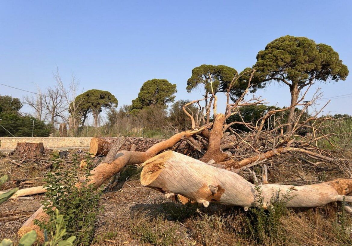Huermur denuncia la muerte del 70% de los pinos centenarios de Churra