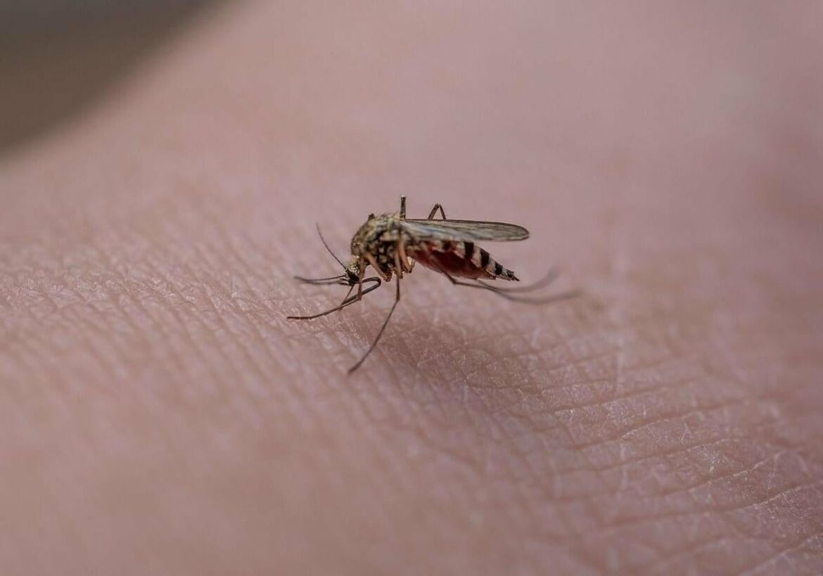 Por qué los mosquitos te pican más a ti y qué puedes hacer para evitarlo: «No es porque tengas la sangre dulce»