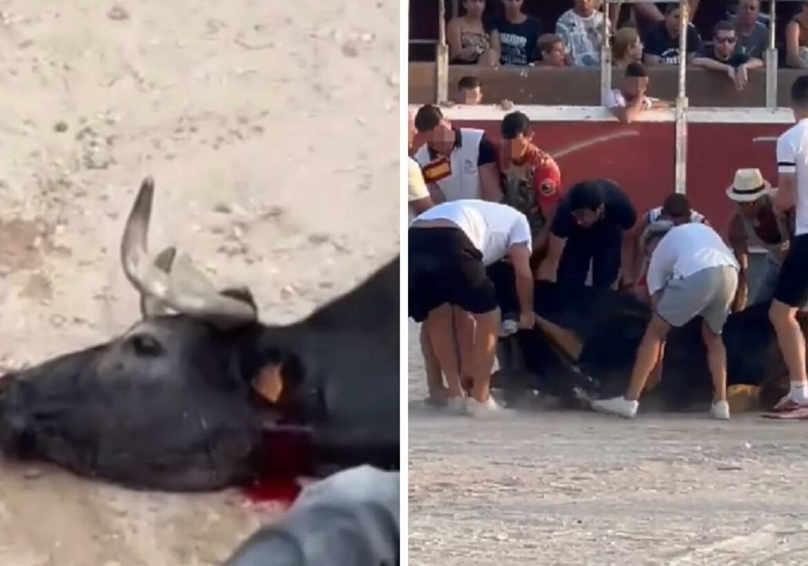 Polémica por el presunto maltrato a una vaquilla en las fiestas de Fortuna