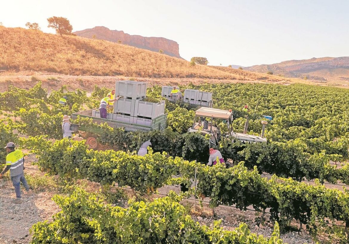 Más cantidad y calidad de vino en Jumilla: los agricultores encaran la mejor vendimia de los últimos años por las lluvias de primavera