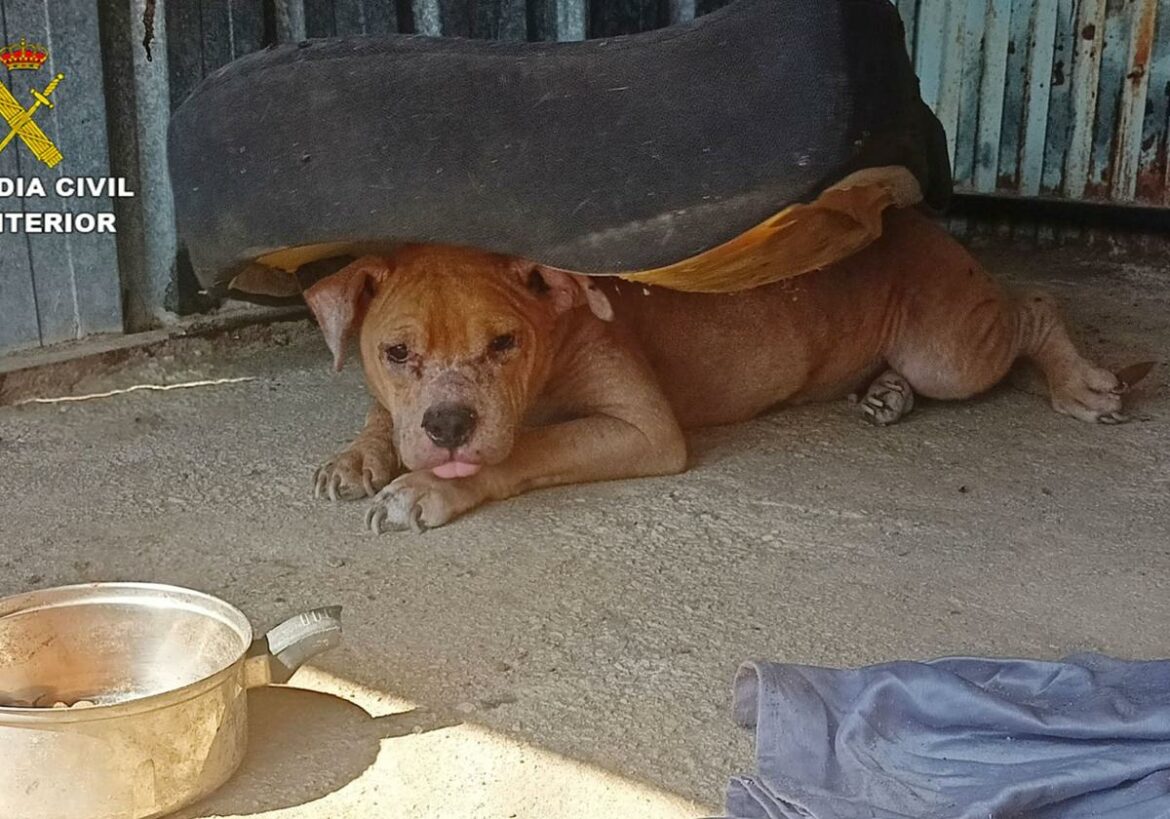 Investigado el propietario de un desguace de Ulea por un presunto delito de maltrato animal