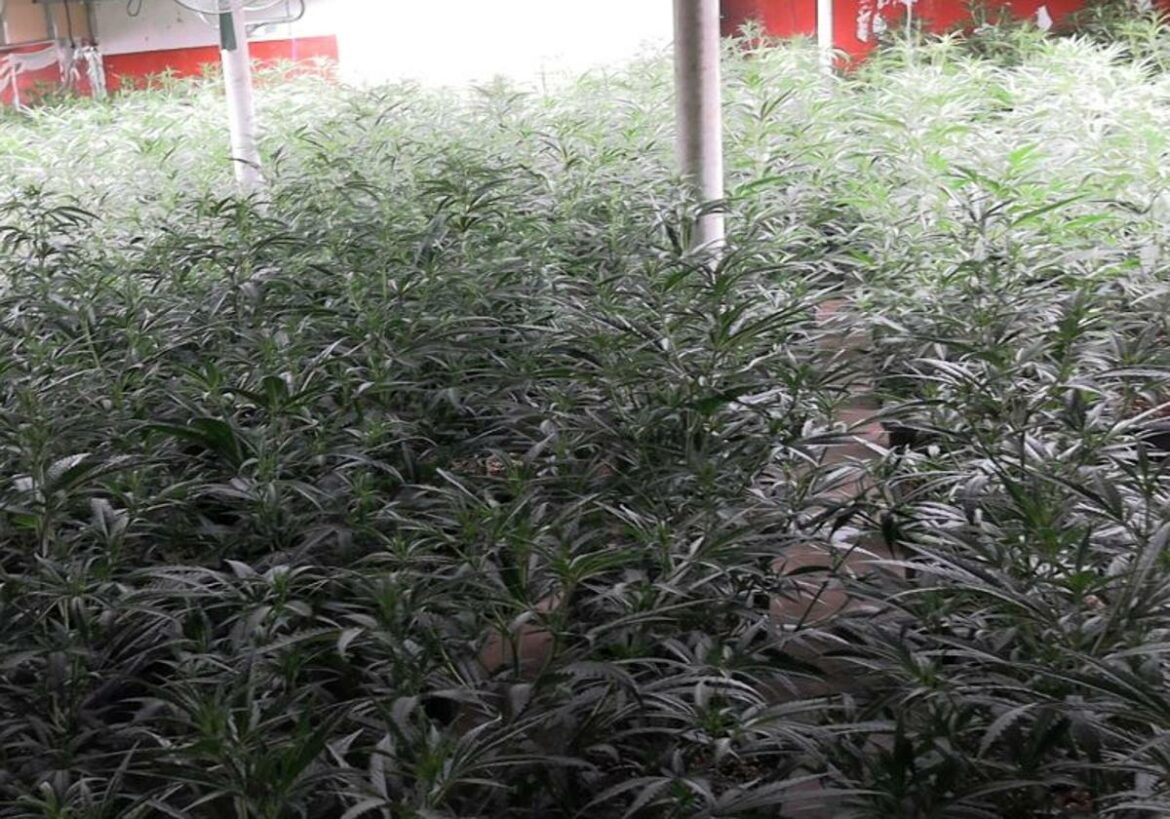 Destapan una nave de casi 500 plantas de marihuana en Murcia