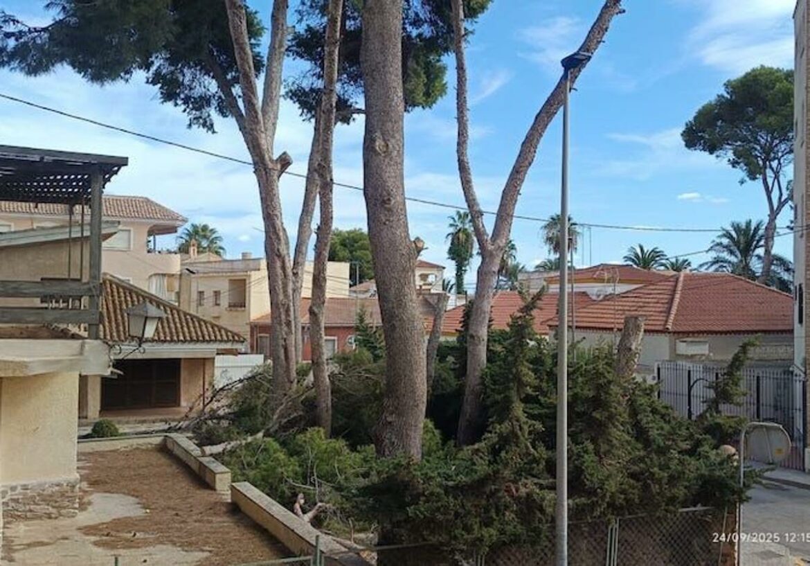 La tala de nueve pinos centenarios en Santiago de la Ribera lleva a los vecinos a denunciar ante la Fiscalía