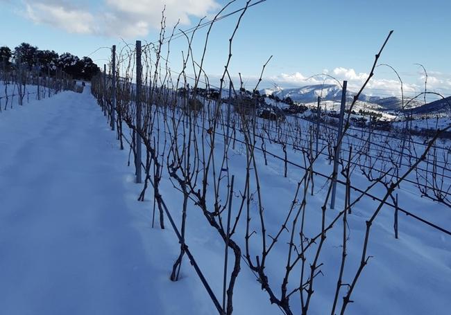 Viñedos cubiertos de nieve de 'Alto de Inazares'.