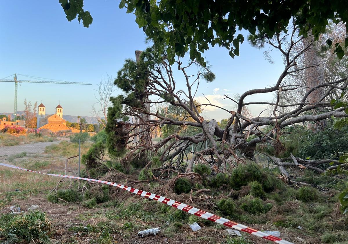 Imagen principal - Se desprende parte de uno de los pinos centenarios de Churra, en Murcia