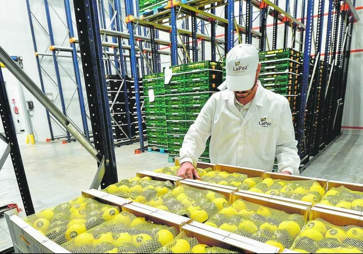 Ailimpo lamenta que la UE «renuncie a defender las exportaciones europeas de cítricos a EEUU»